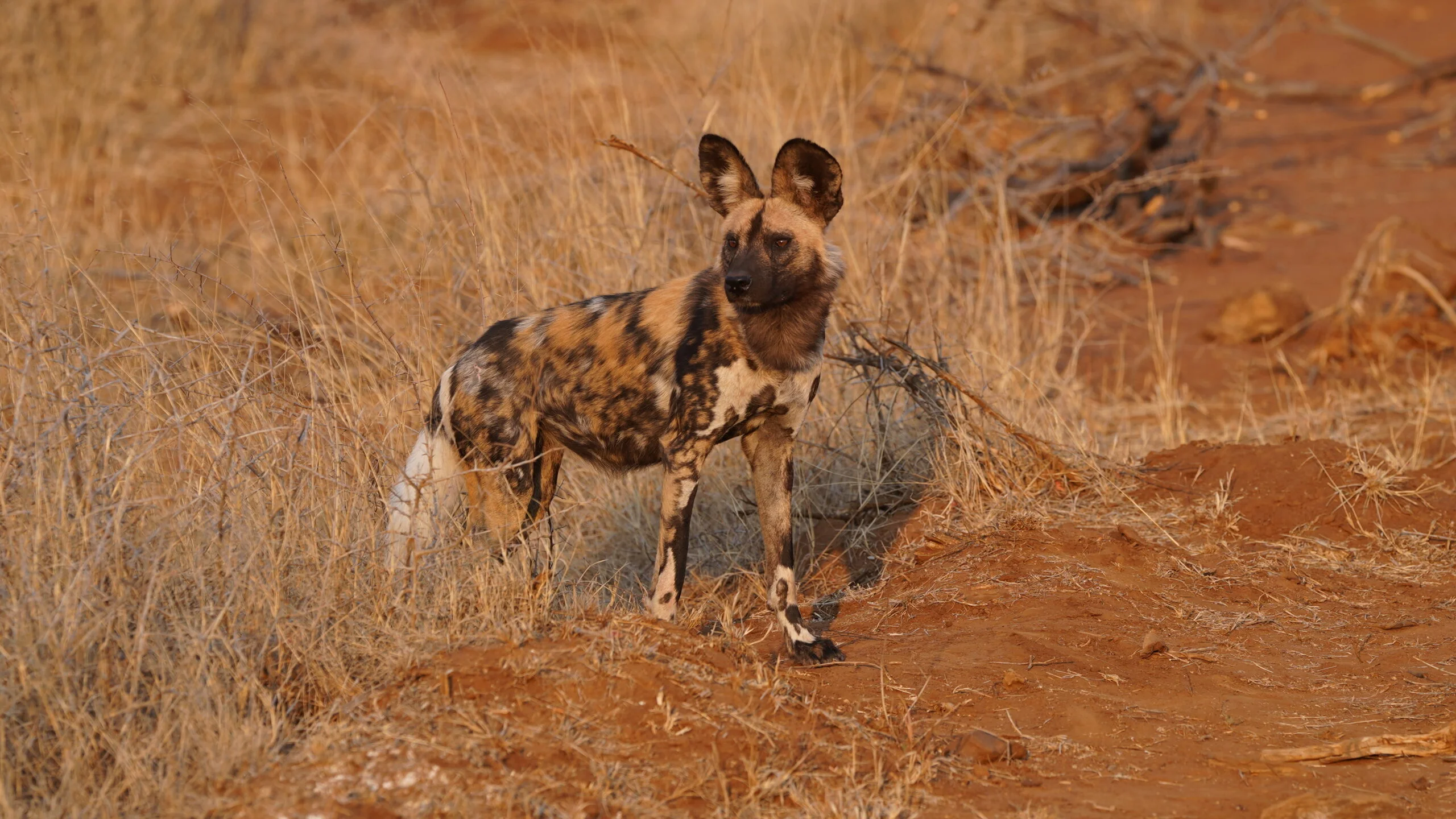 Timeless Africa Safaris image