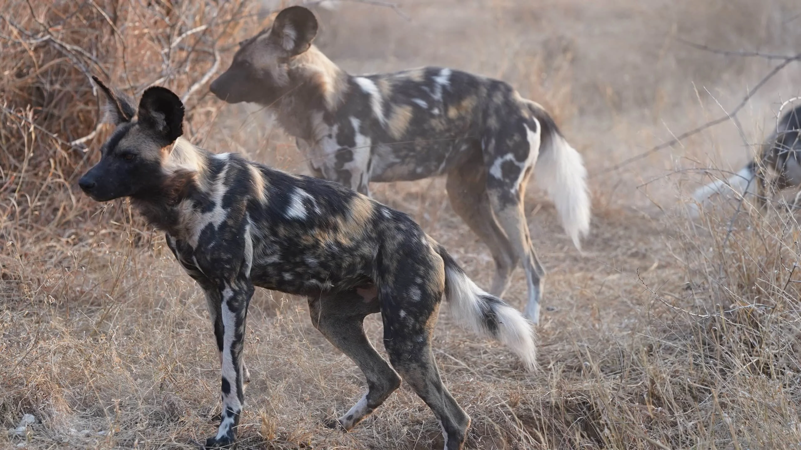 Timeless Africa Safaris image