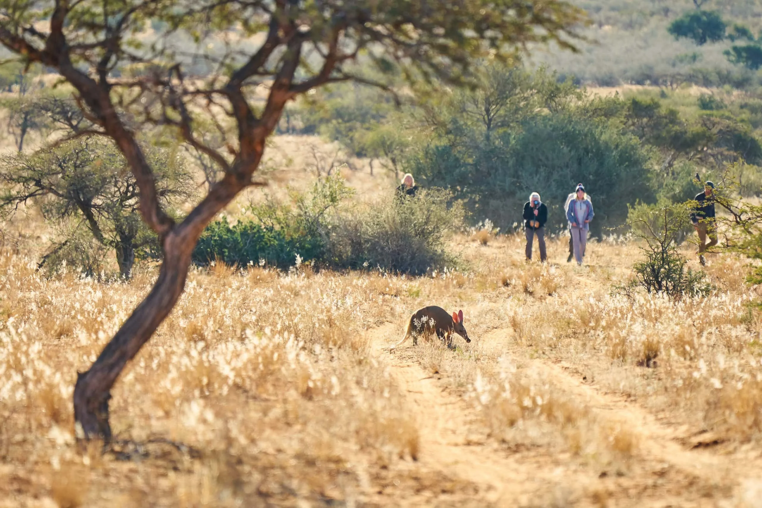 Aardvark sighting at Tswalu Kalahari in South Africa