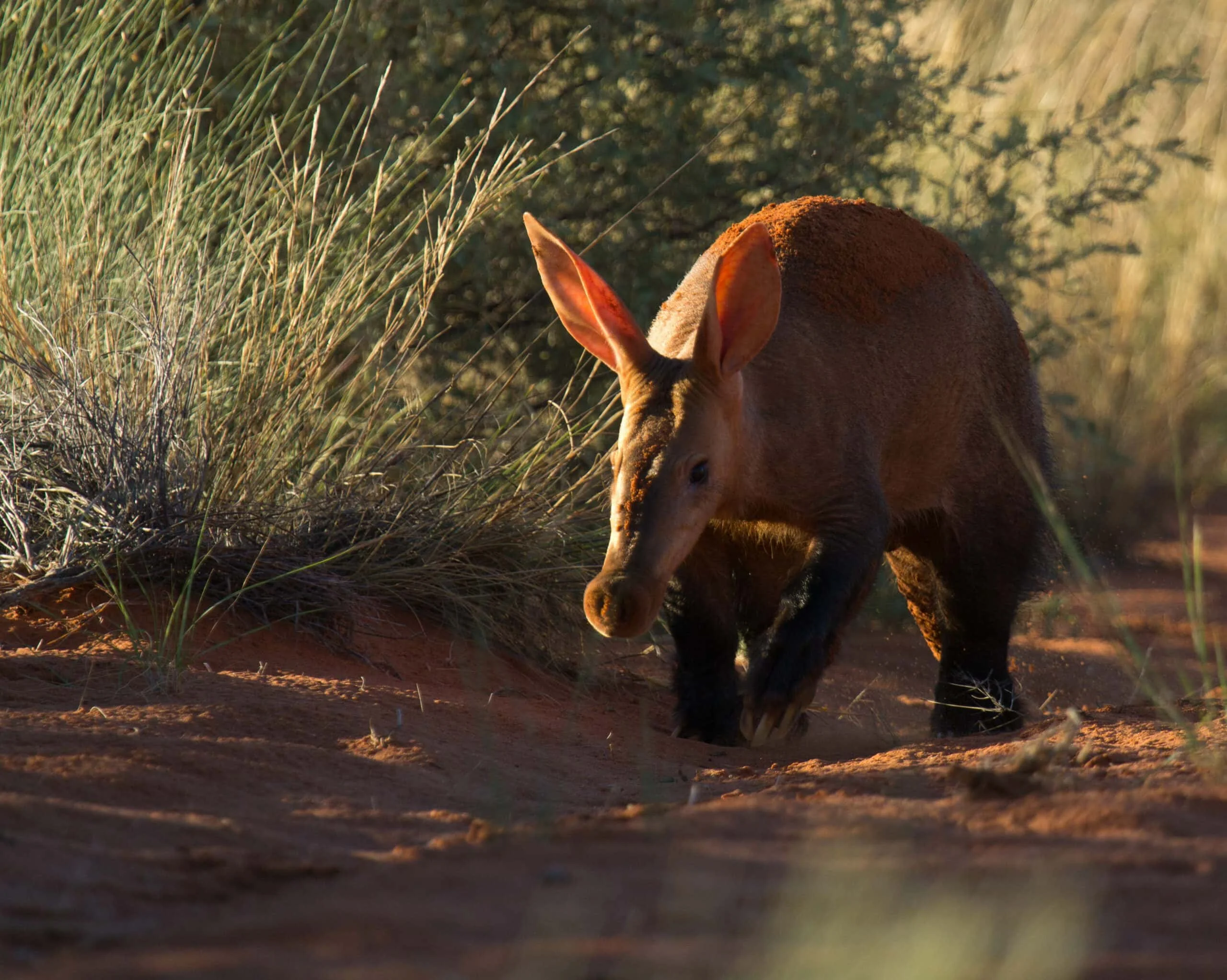 Timeless Africa Safaris image