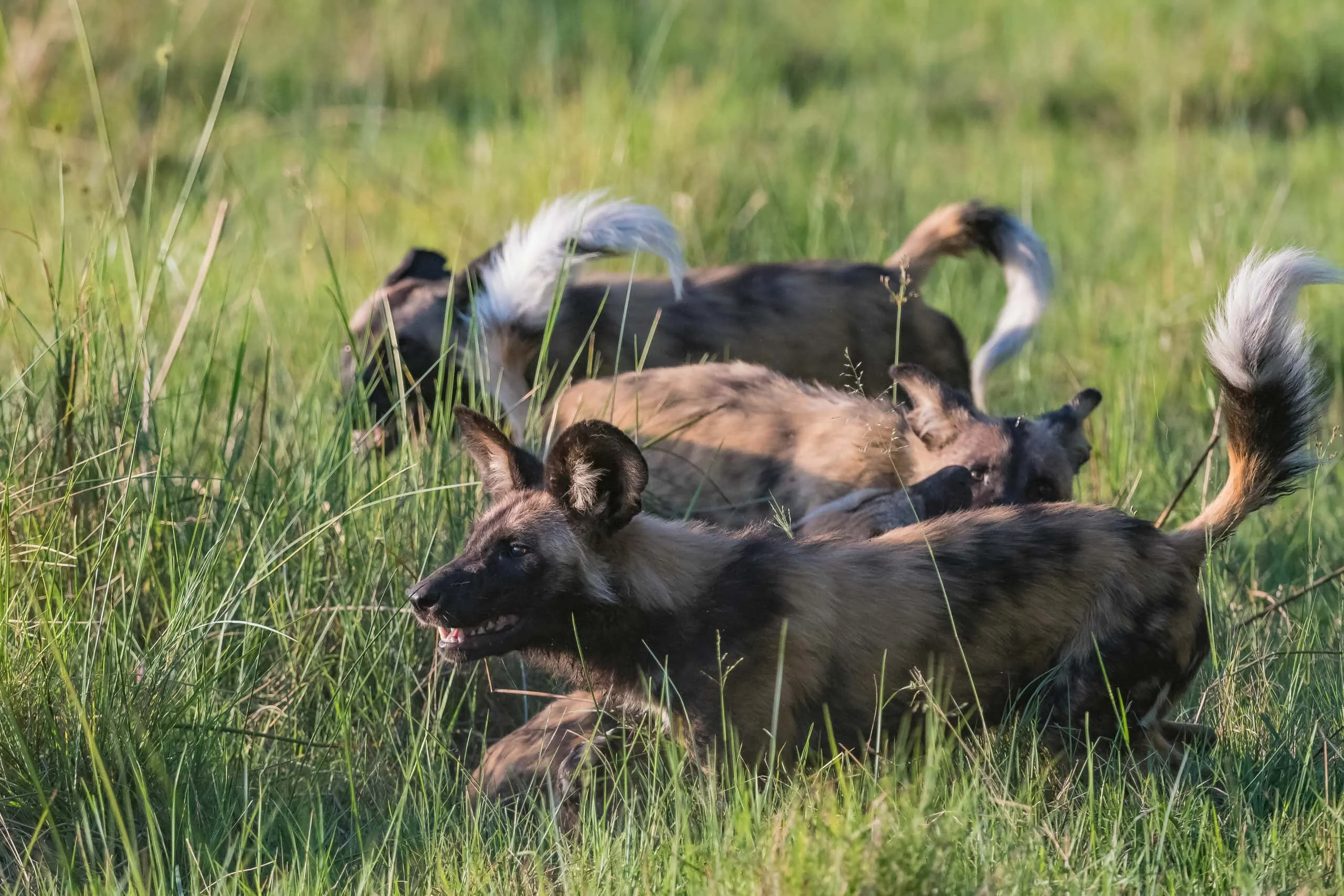 Timeless Africa Safaris image