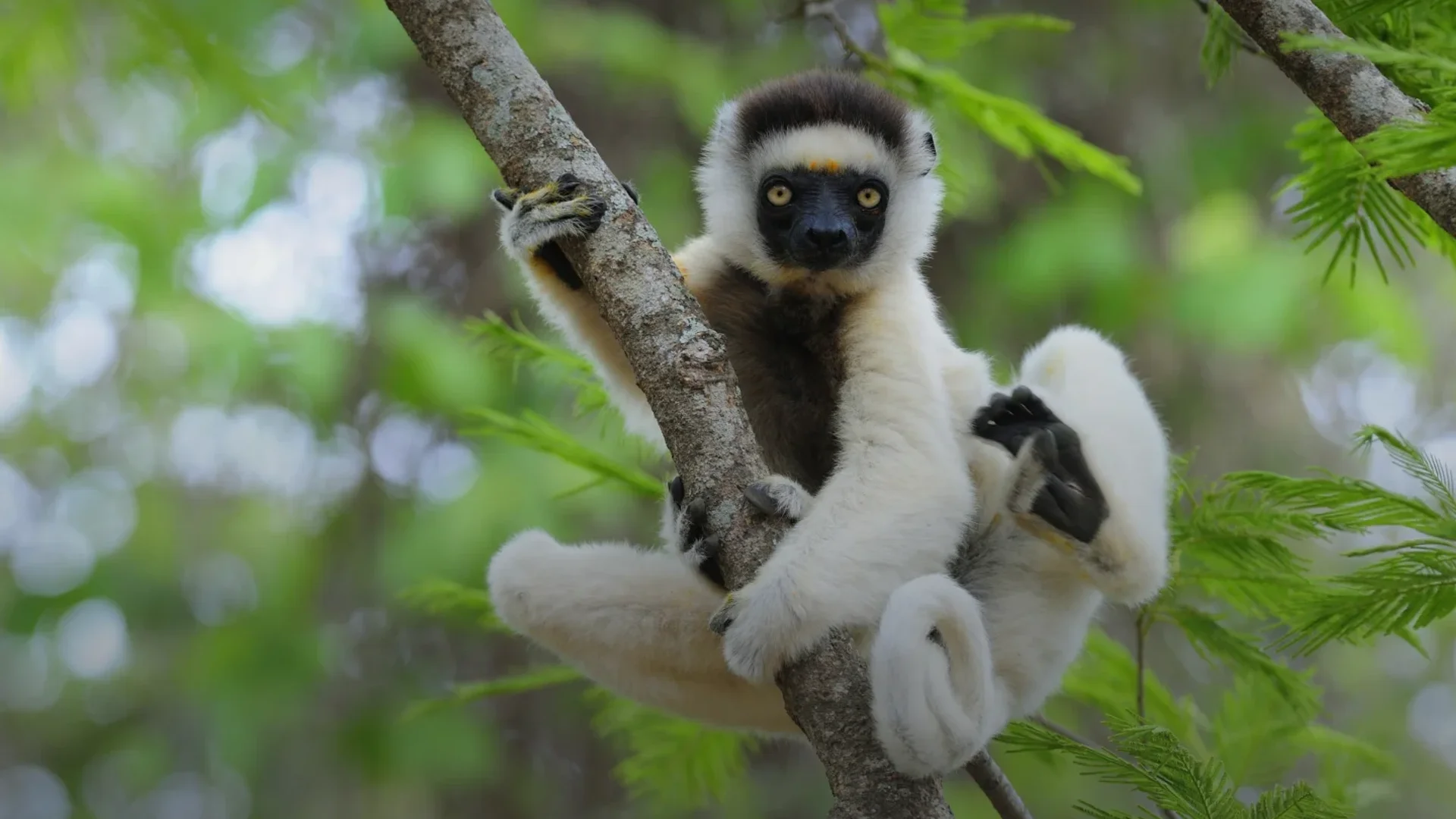 Timeless Africa Safaris image