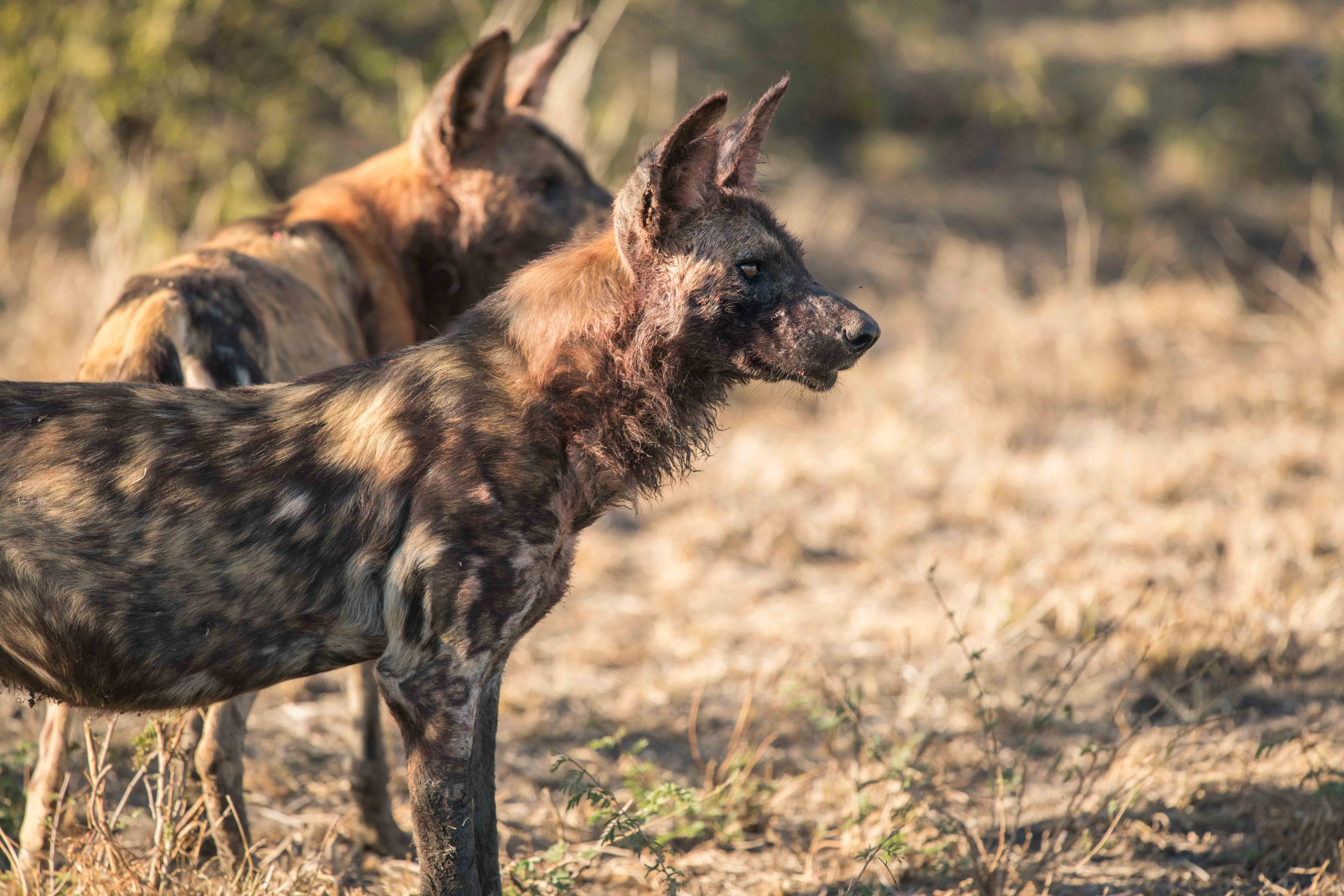Timeless Africa Safaris image