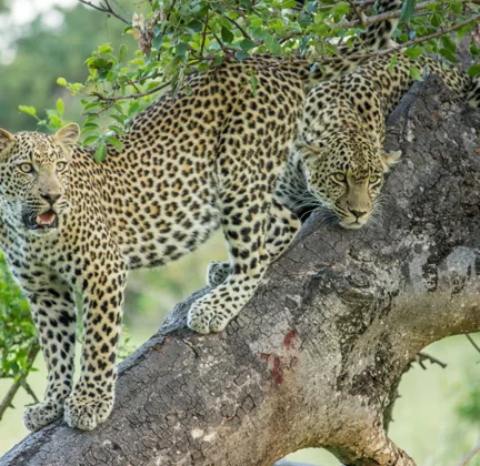 Timeless Africa Safaris image
