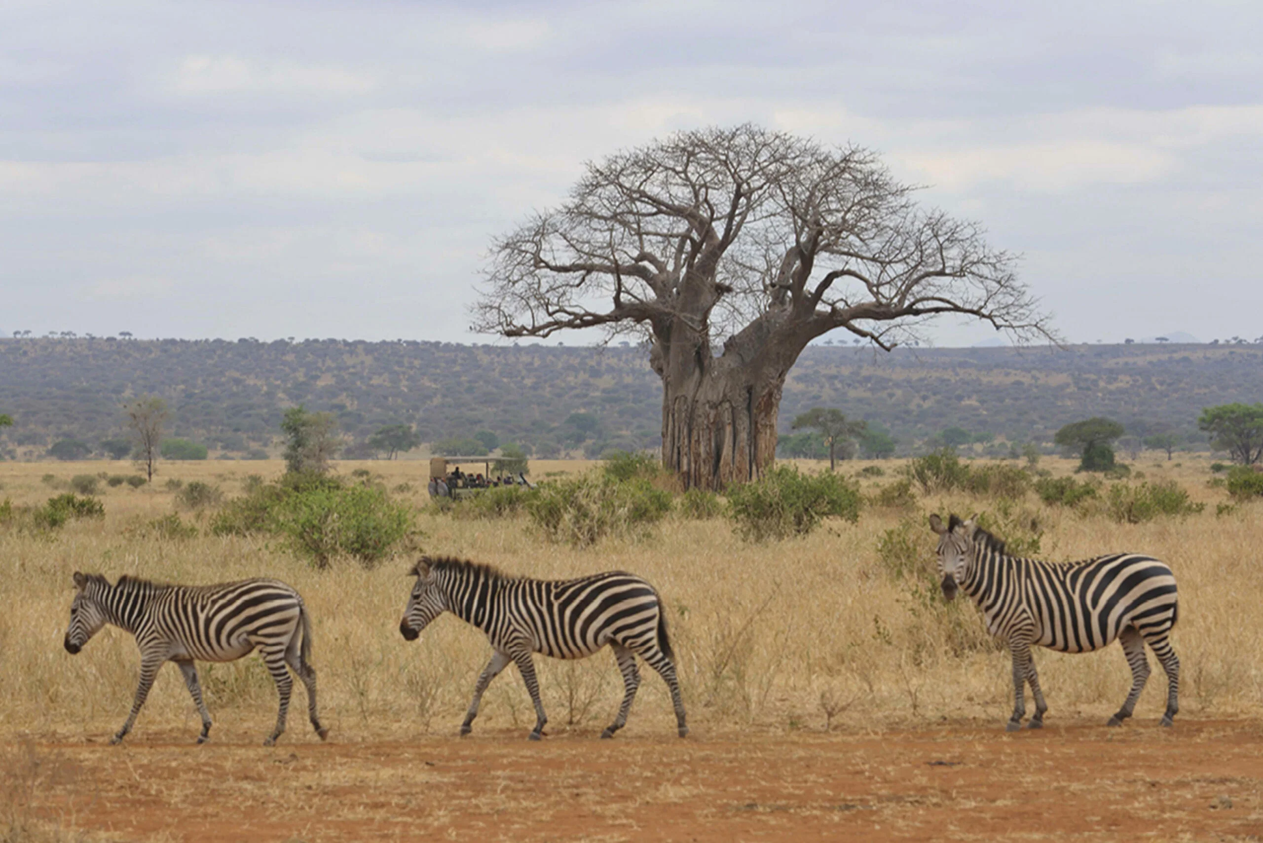 Timeless Africa Safaris image