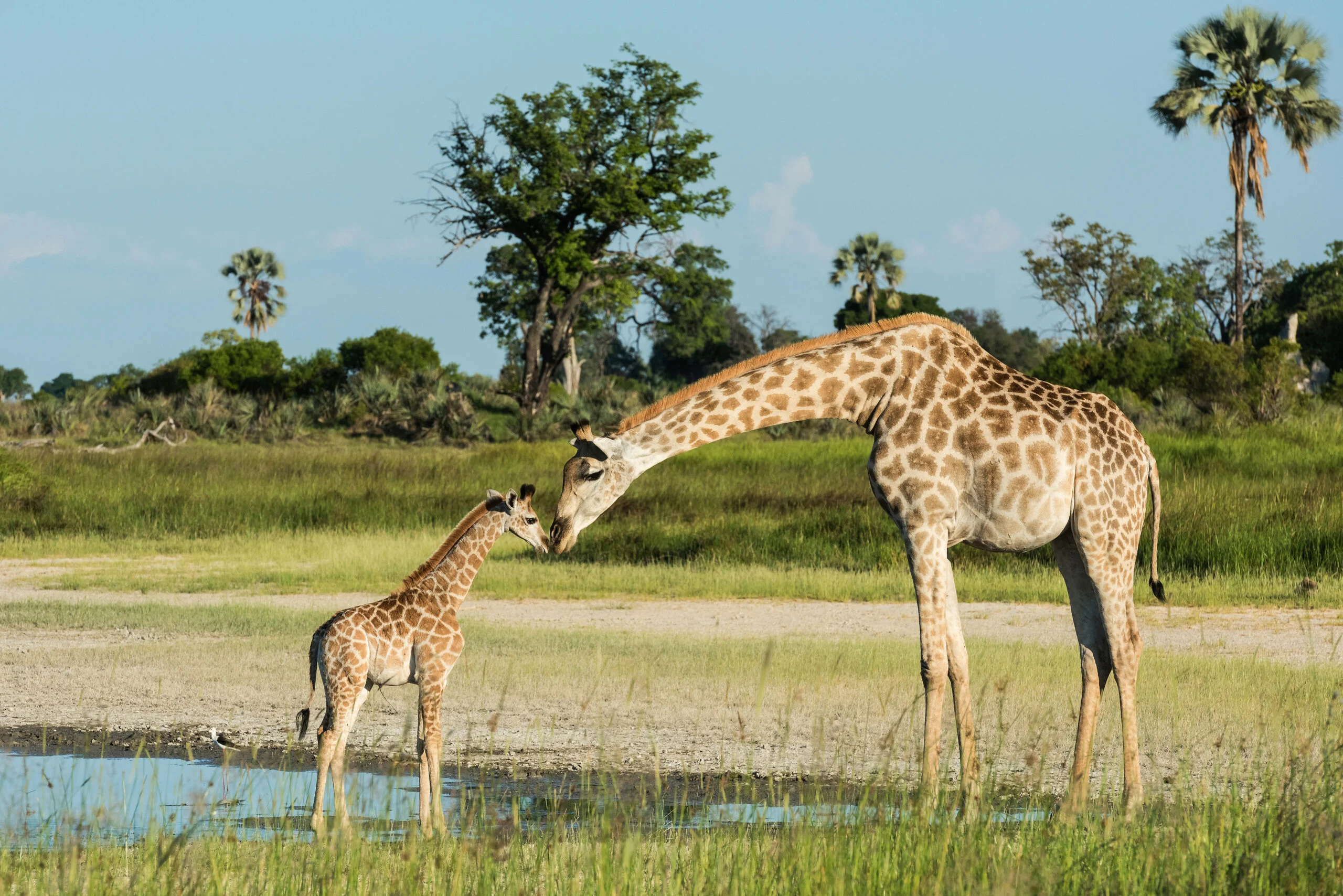 Timeless Africa Safaris image