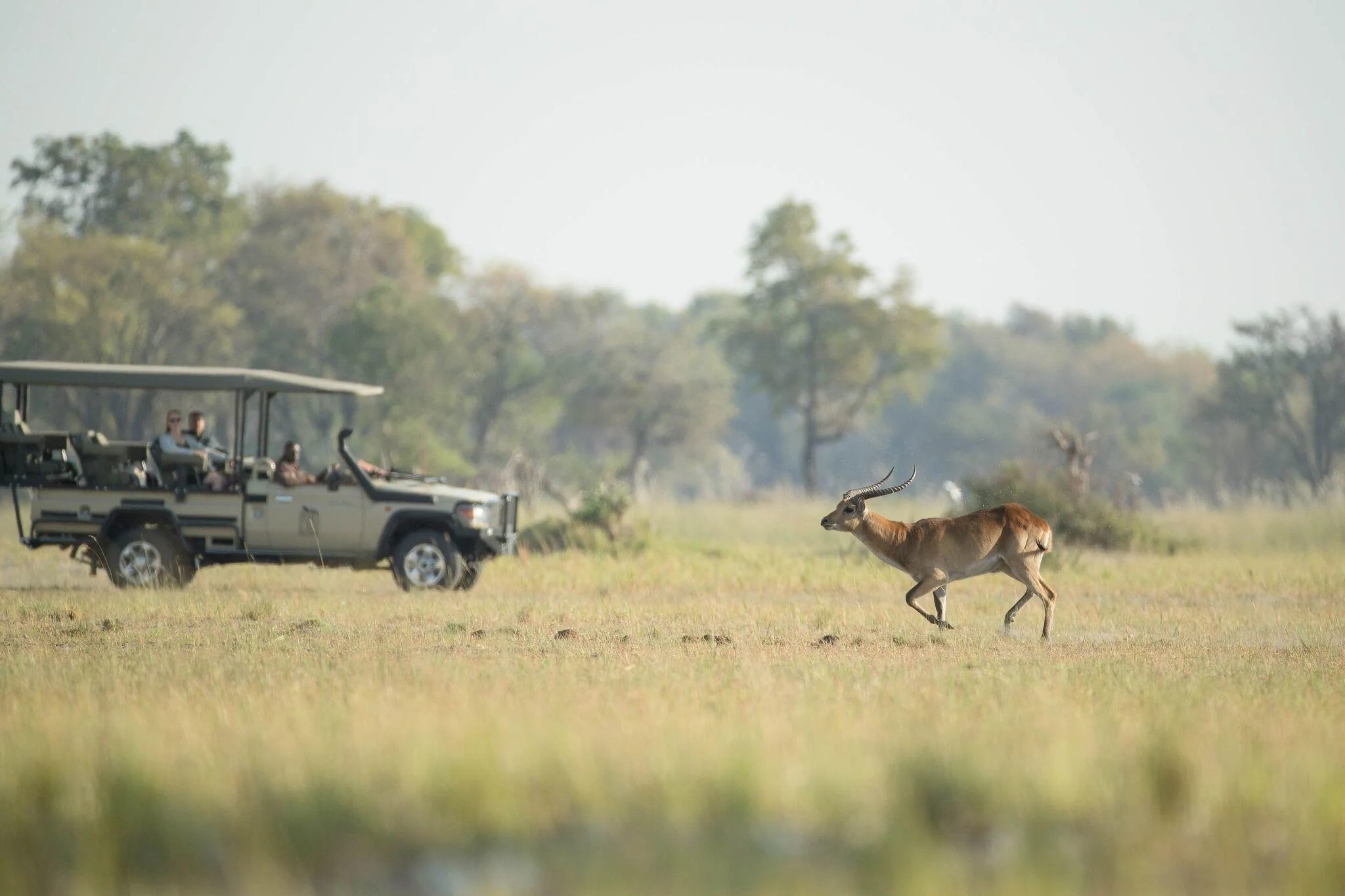 Timeless Africa Safaris image